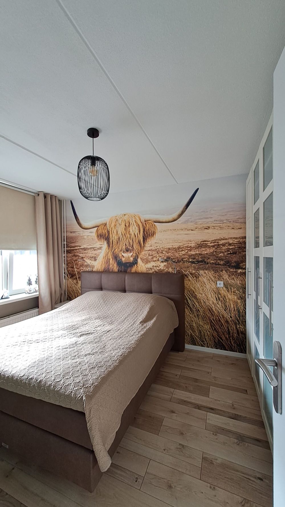 Schotse hooglander met riet