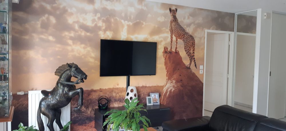 Sundown Cheetah