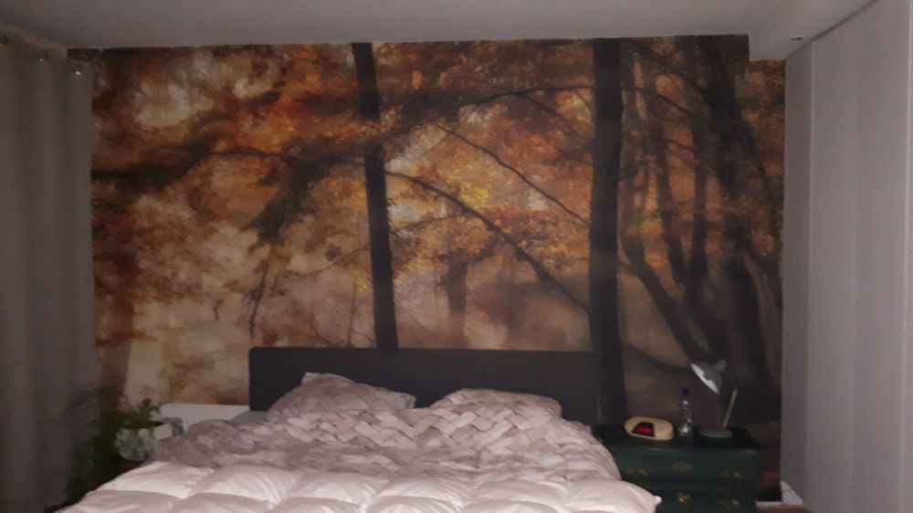 The lights of the forest