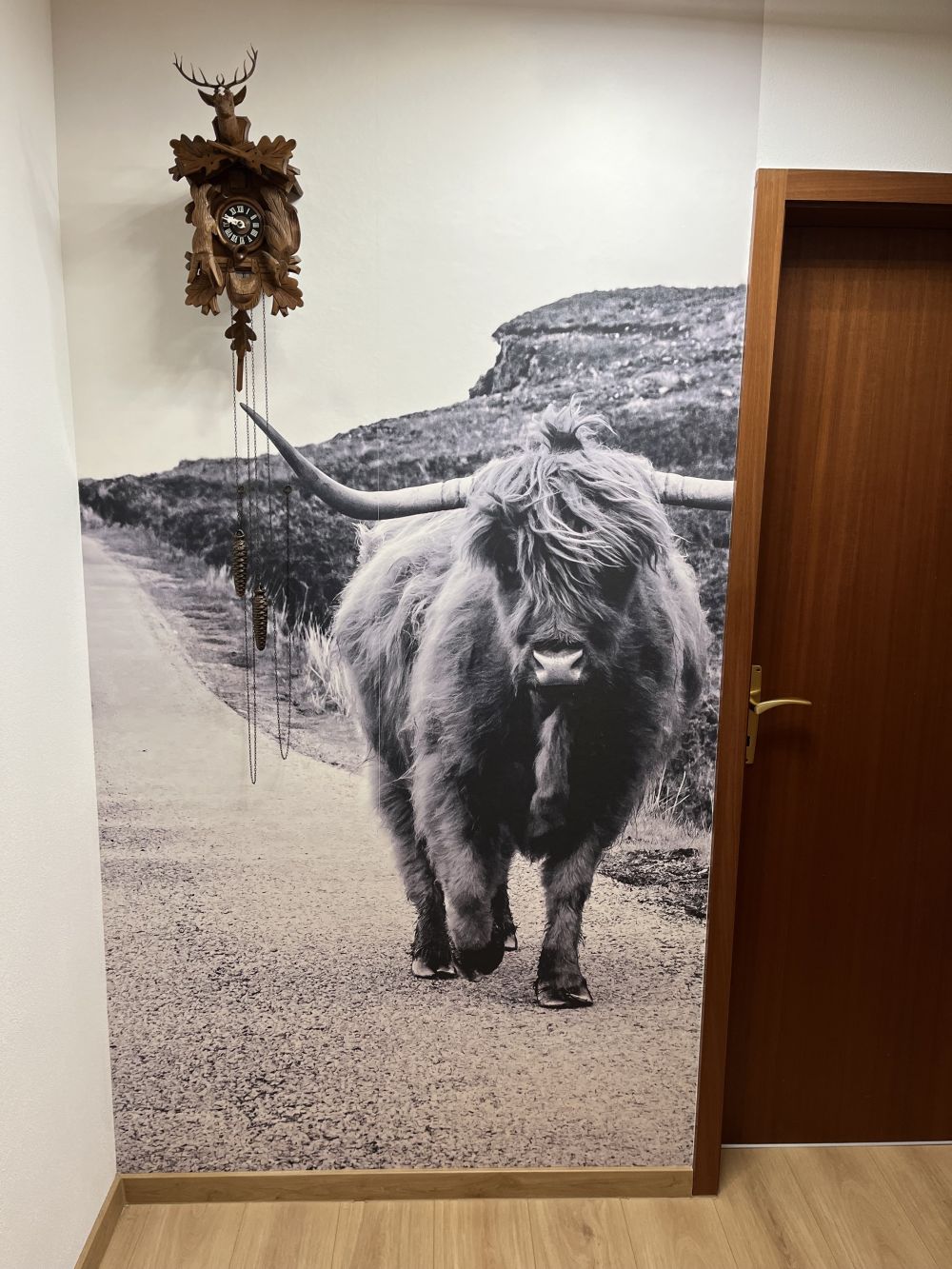 Schotse hooglander op een weg