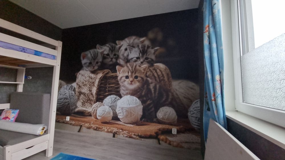 Kittens met wol