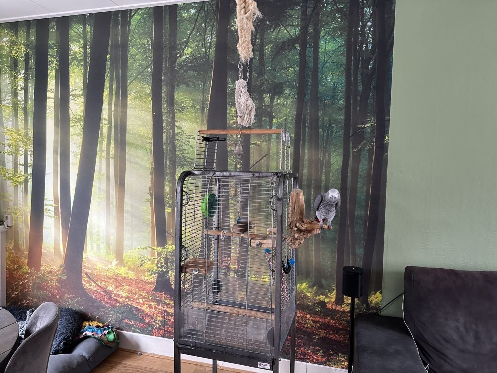 Ochtendzon tussen de bomen