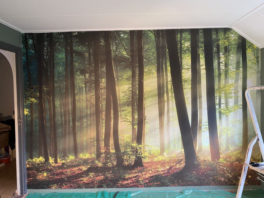 Ochtendzon tussen de bomen