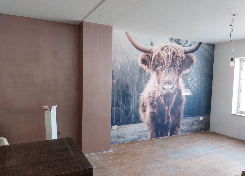 Schotse hooglander bij het bos