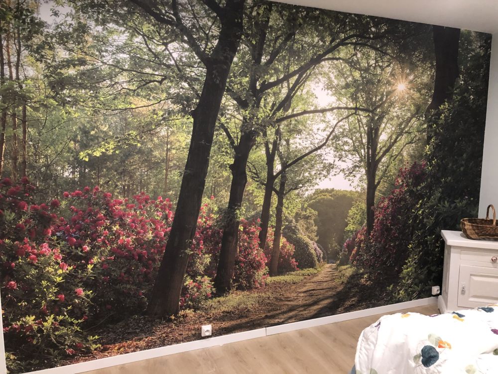 Zonsopkomst bij pad met rhododendrons