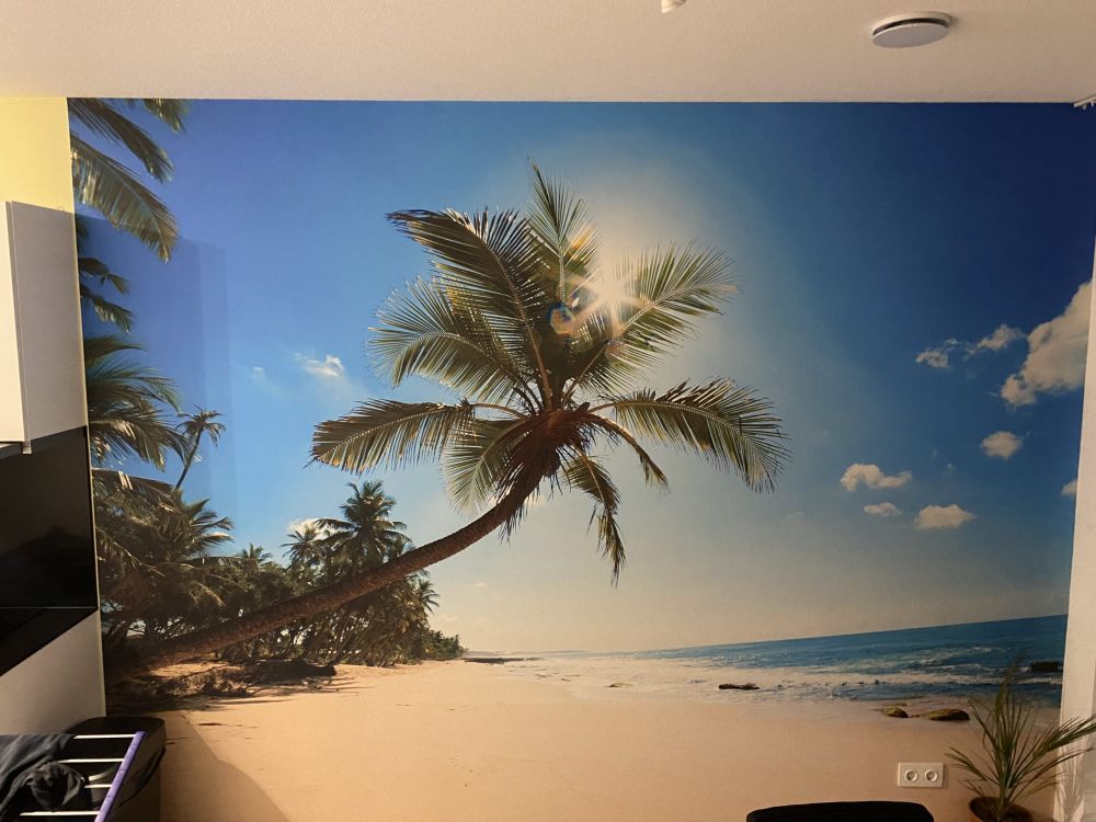 Grote palmboom