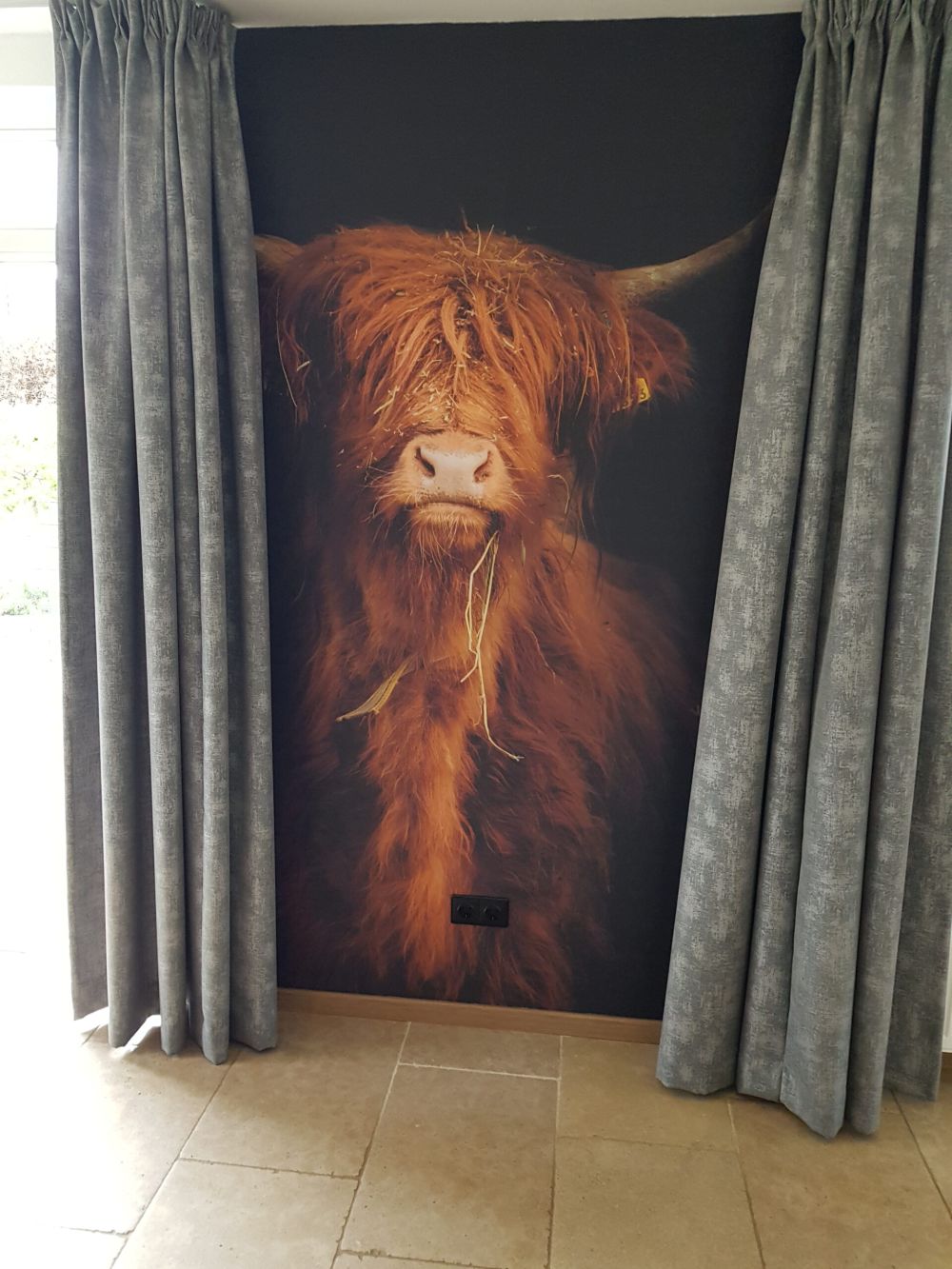 Portret Schotse hooglander