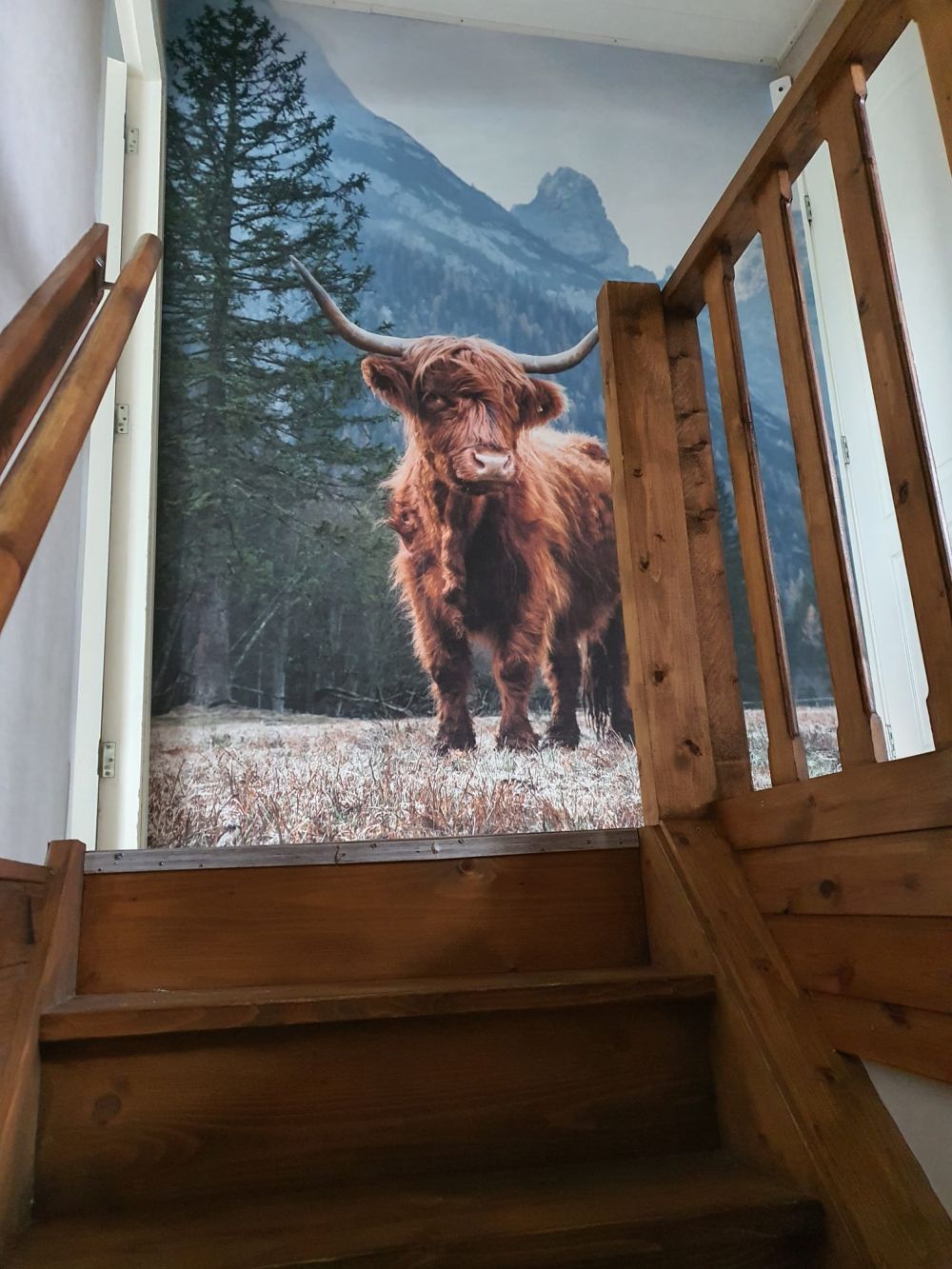 Schotse hooglander tussen de bomen