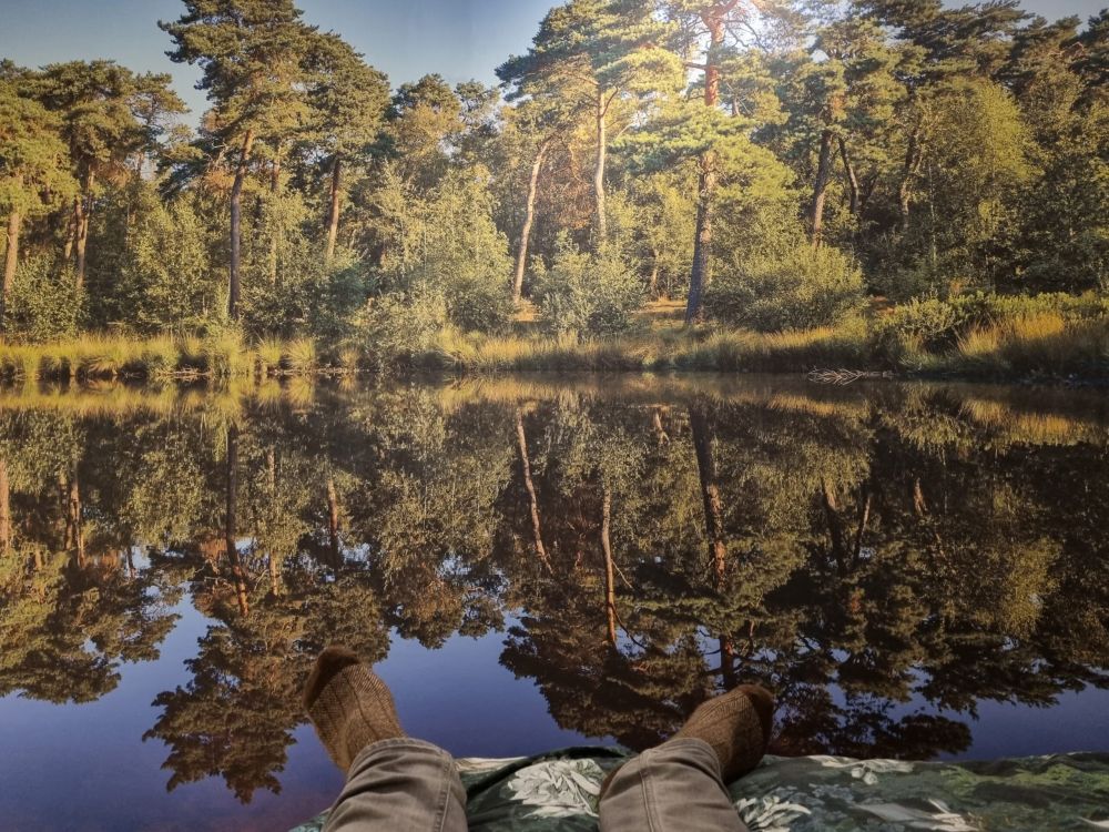 Weerspiegeling in bosven