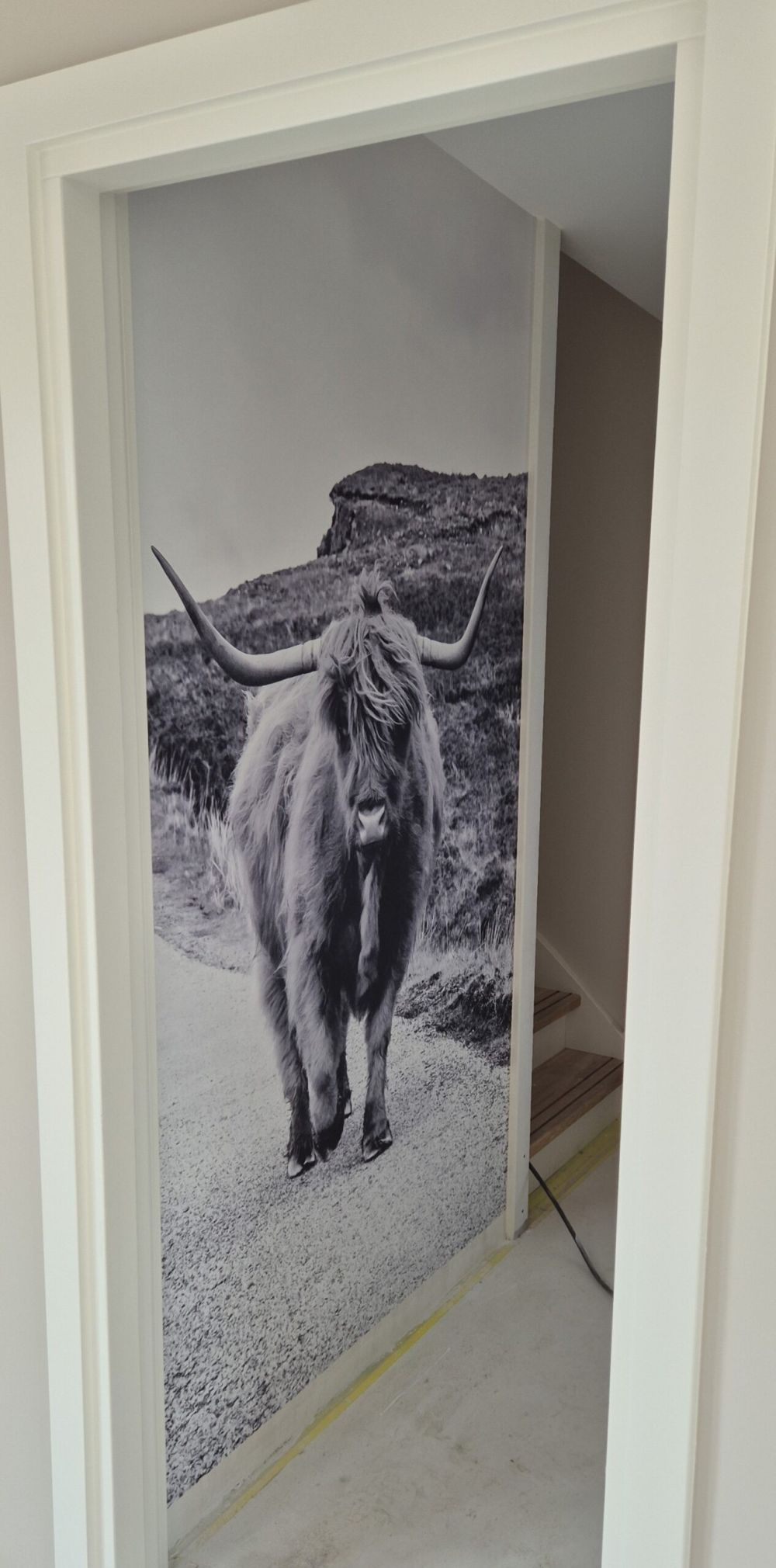 Schotse hooglander op een weg