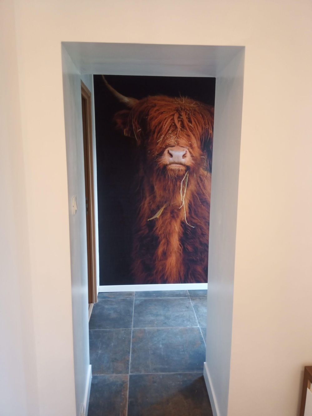 Portret Schotse hooglander