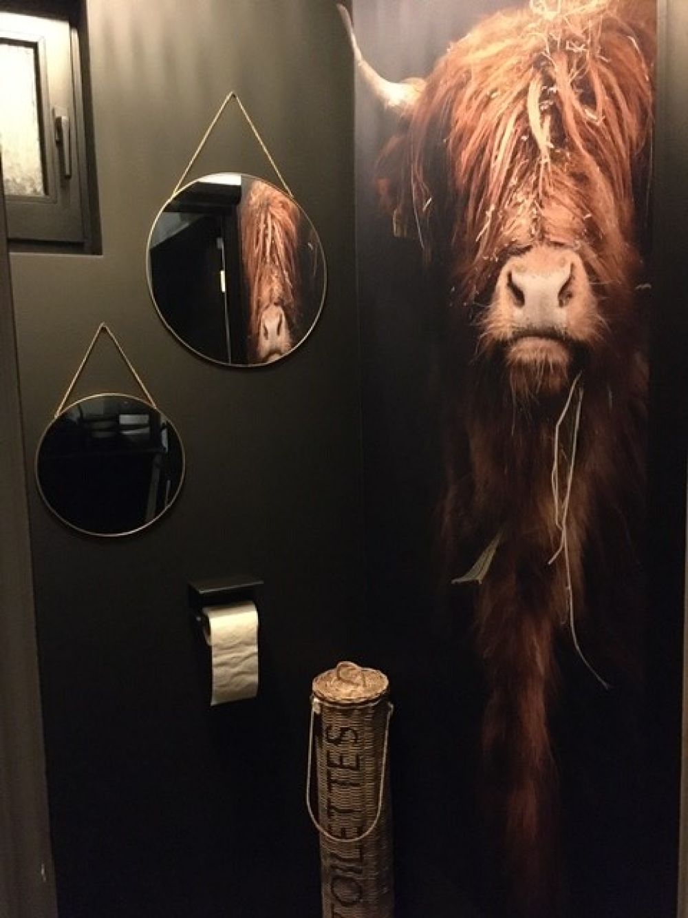 Portret Schotse hooglander