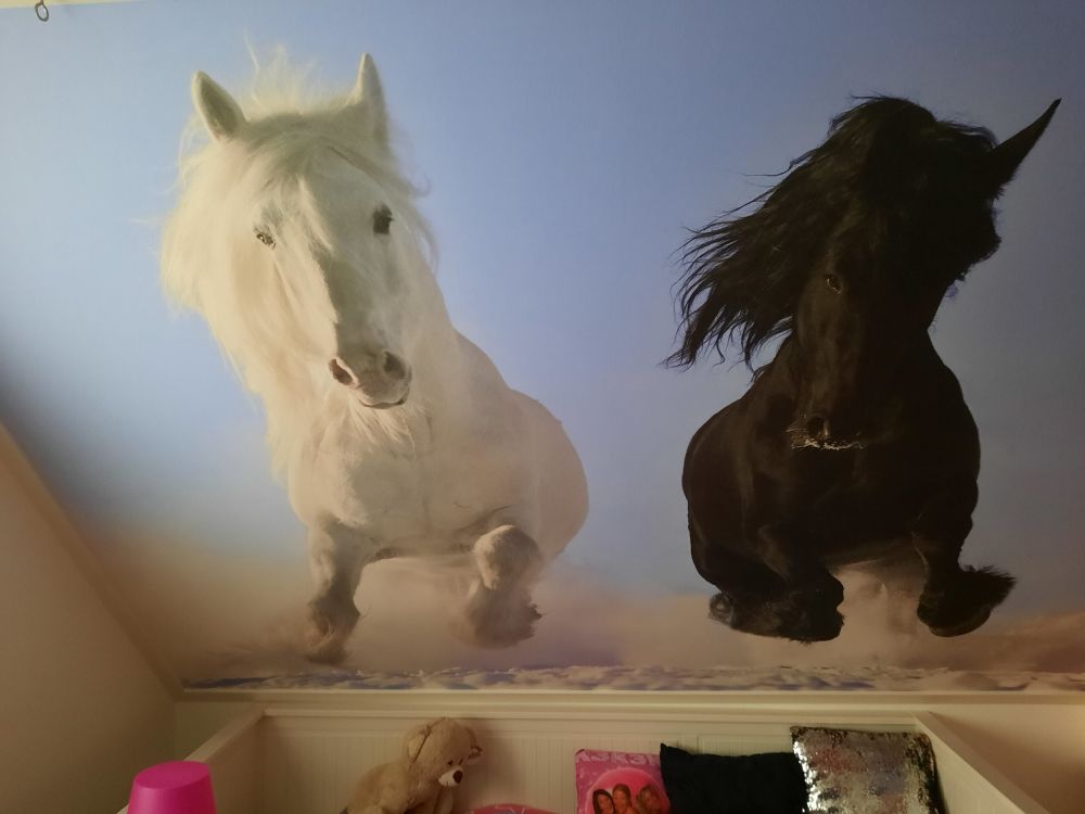 Wit en een zwart paard