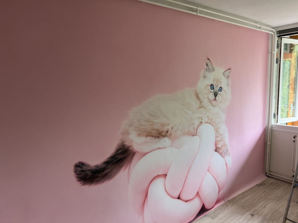 Witte poes op roze achtergrond