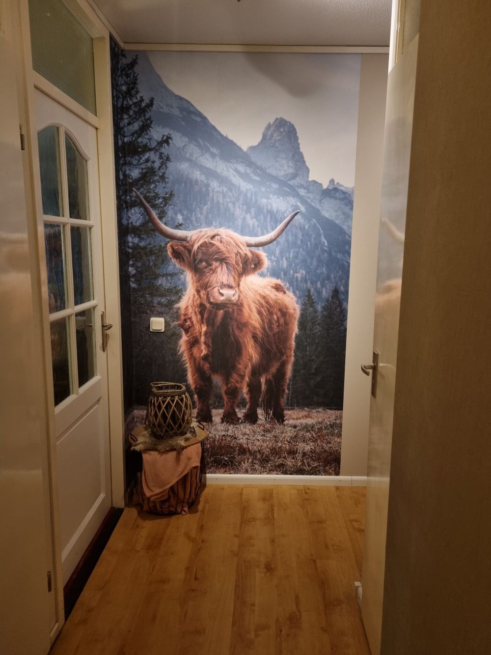 Schotse hooglander tussen de bomen