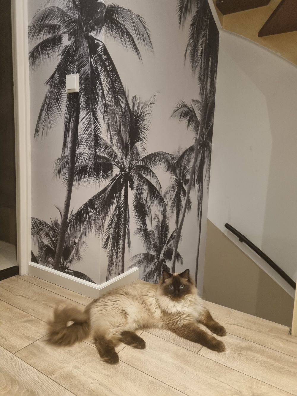 Palmbomen in zwart-wit