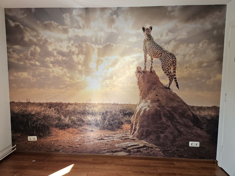 Sundown Cheetah