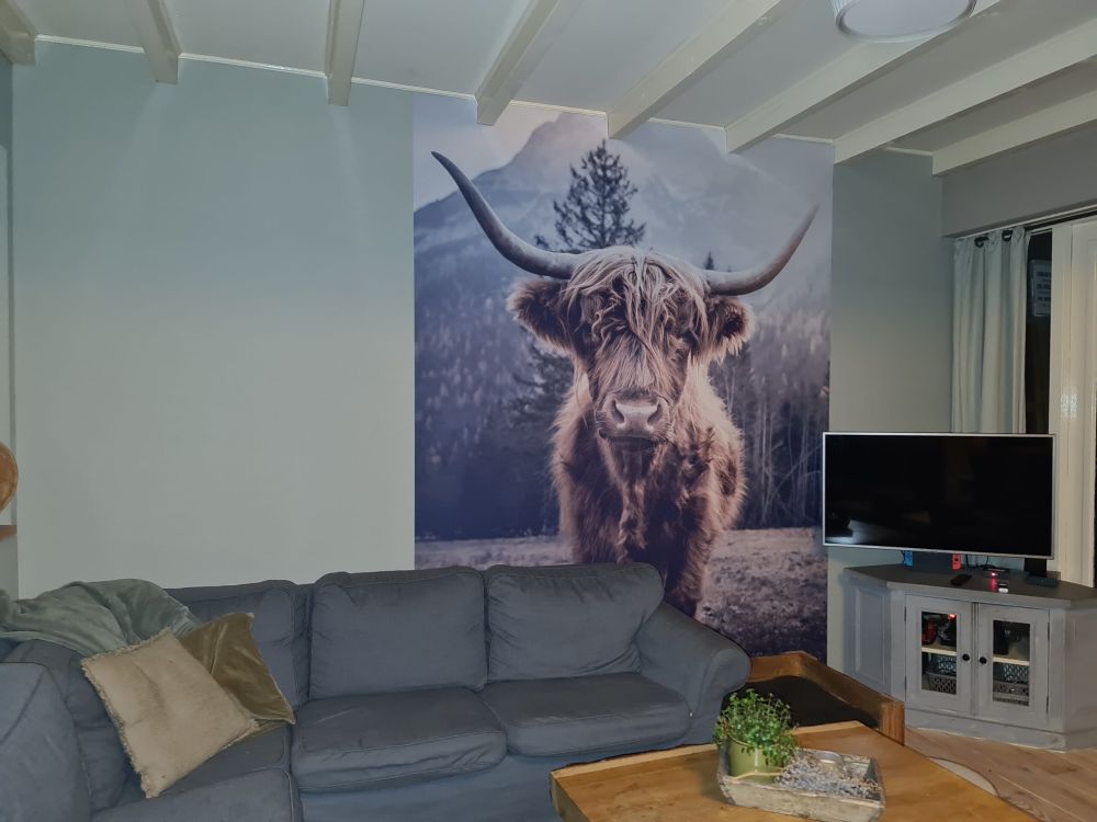 Schotse hooglander bij het bos