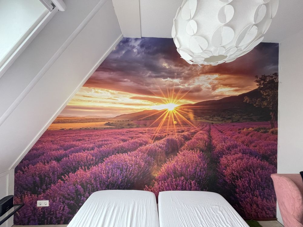 Lavendel onder de zon