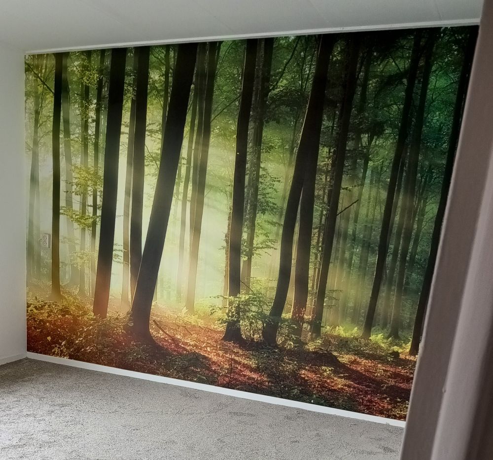 Ochtendzon tussen de bomen
