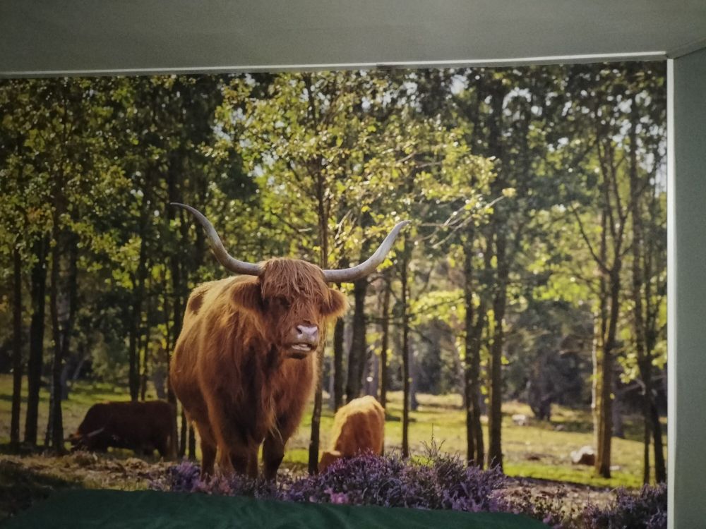 Hooglanders in natuurgebied