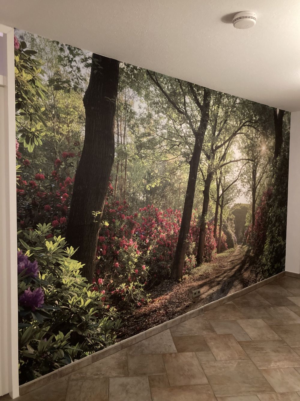 Zonsopkomst bij pad met rhododendrons