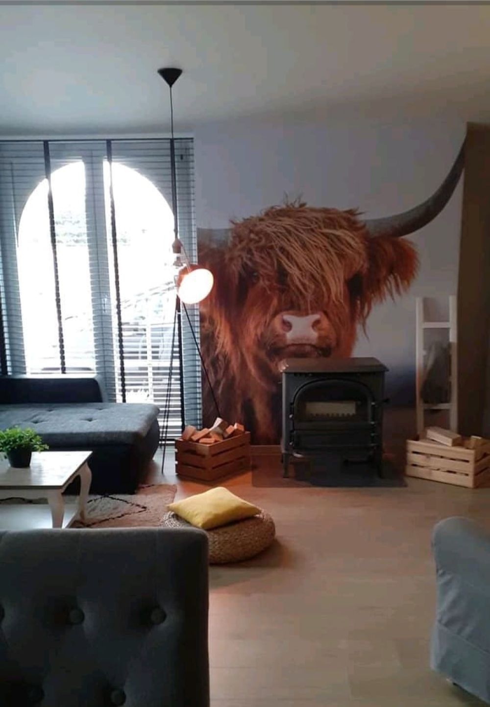 Starende Schotse hooglander