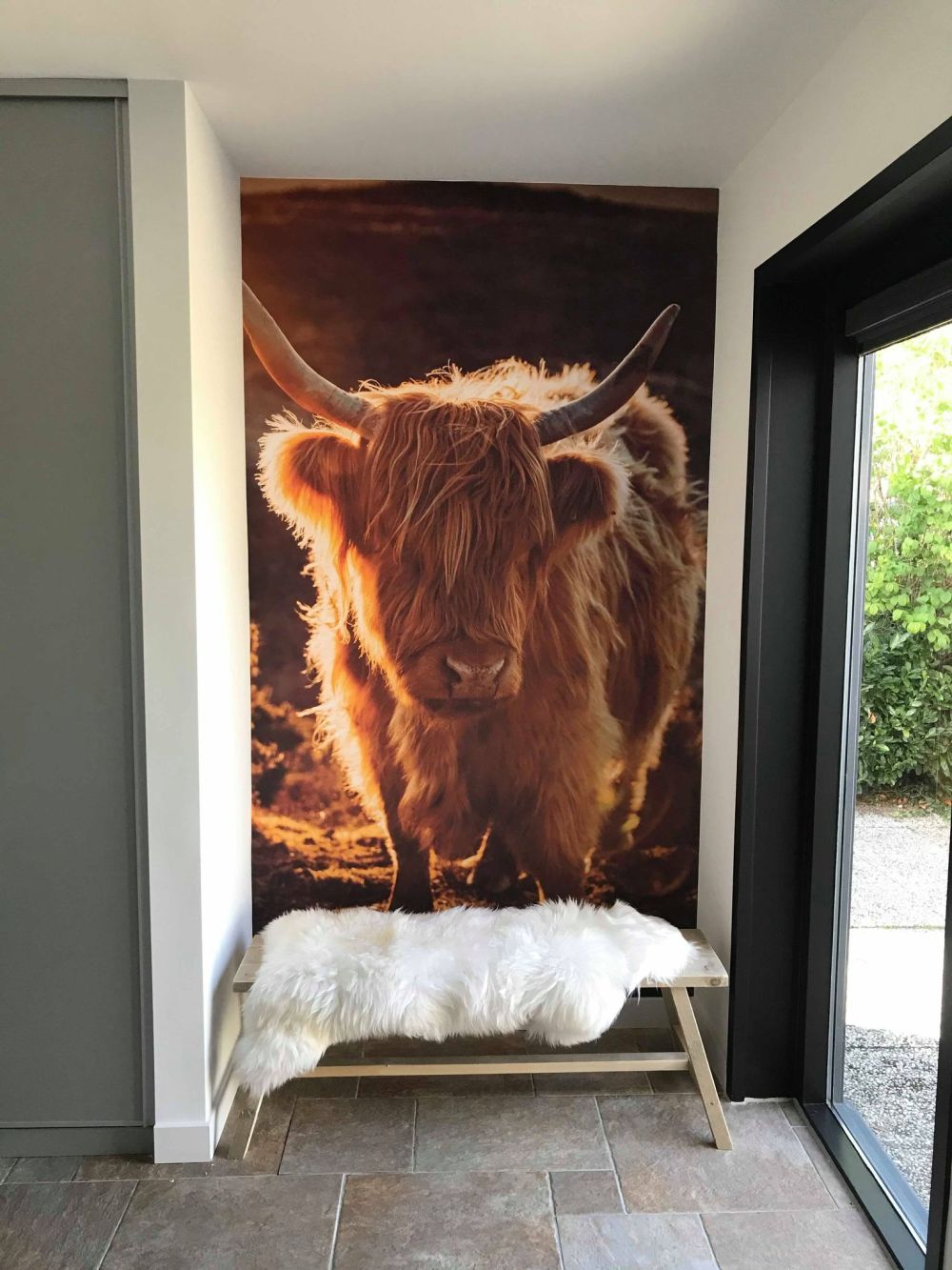 Schotse hooglander in de zon