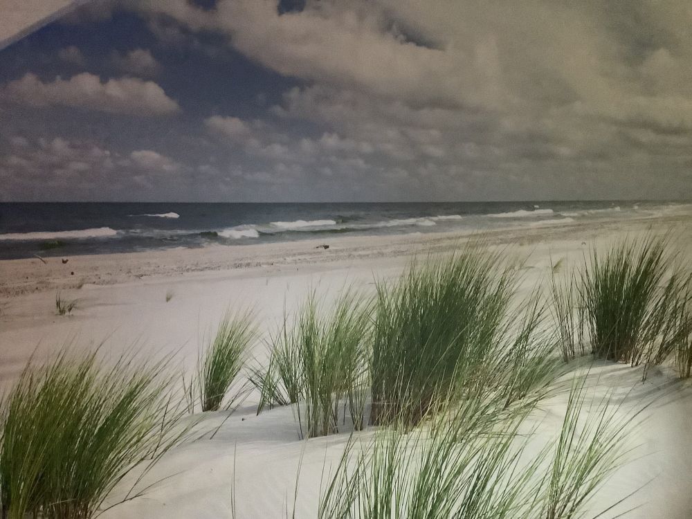 Strand met duinplanten