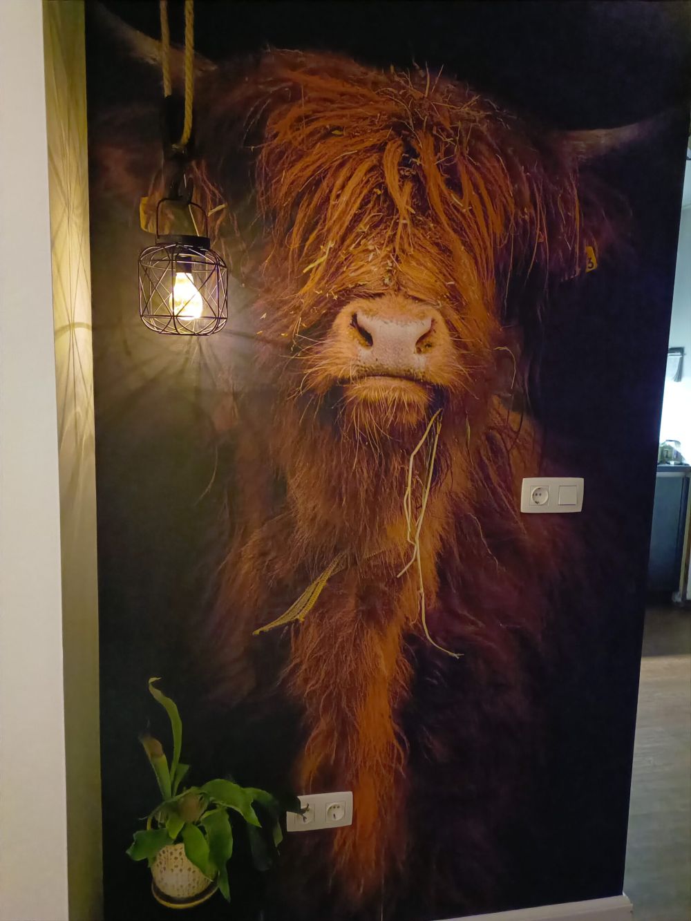 Portret Schotse hooglander