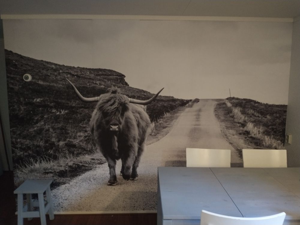 Schotse hooglander op een weg