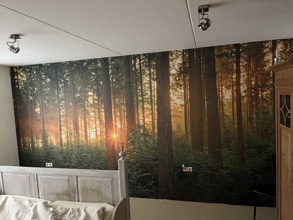 Zonnestralen in een naaldbos