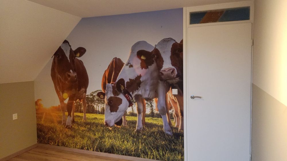 Koeien behang