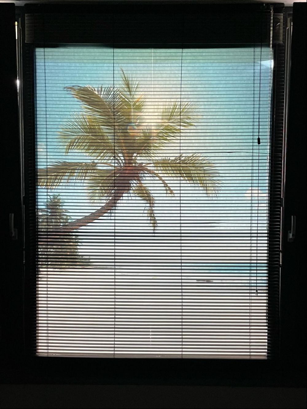 Grote palmboom