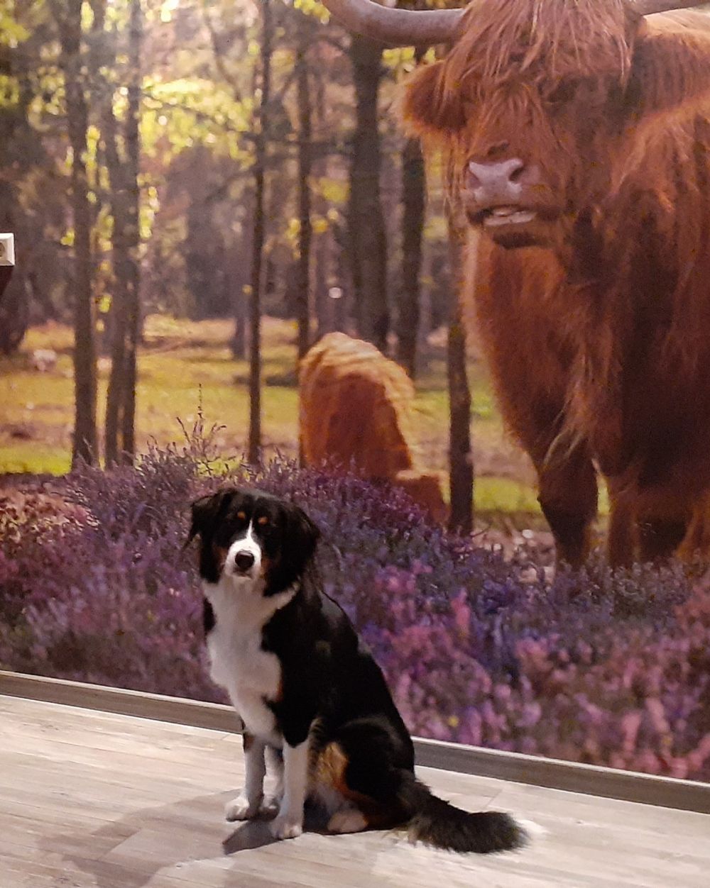Hooglanders in natuurgebied
