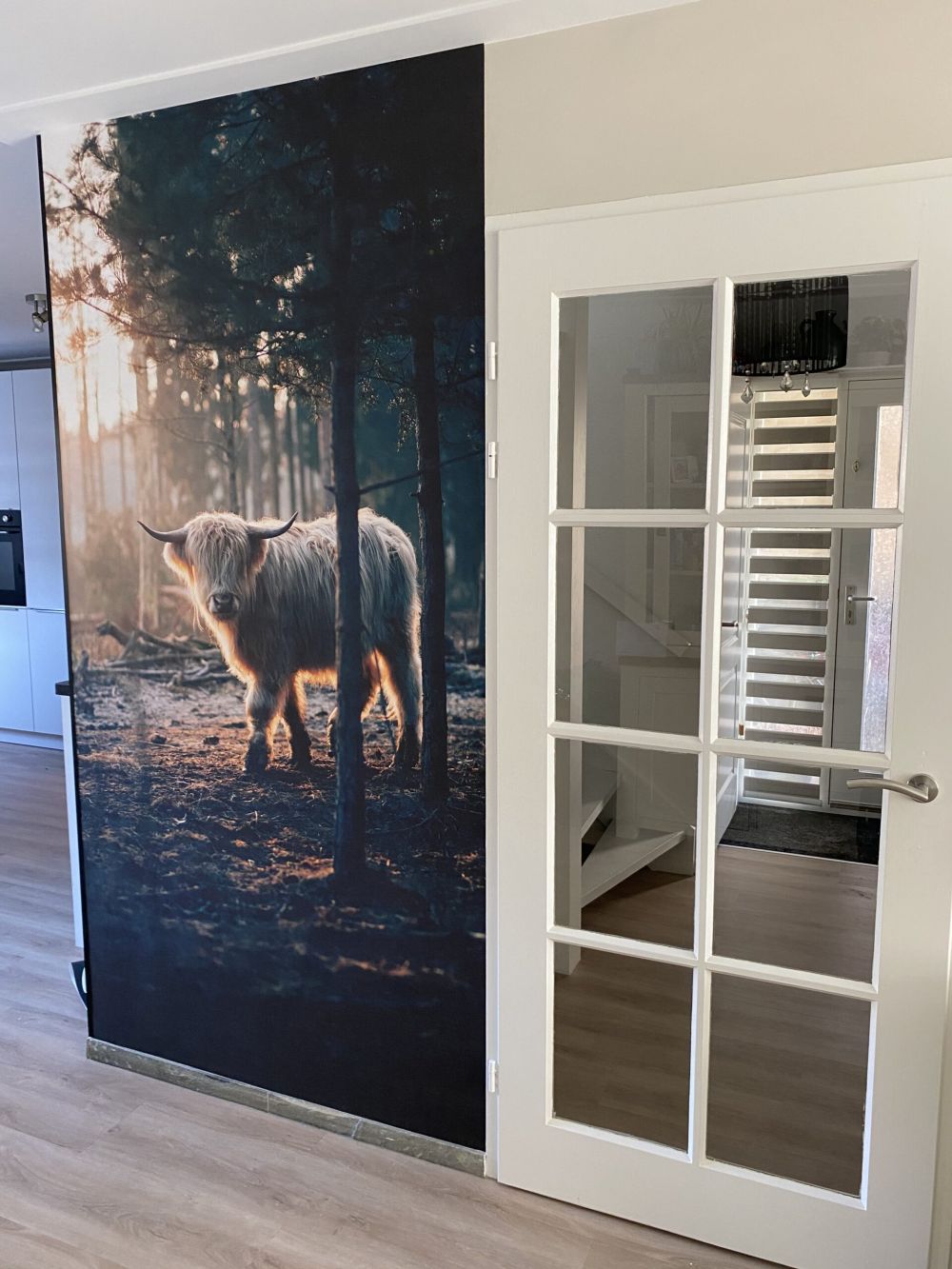 Witte Schotse hooglander