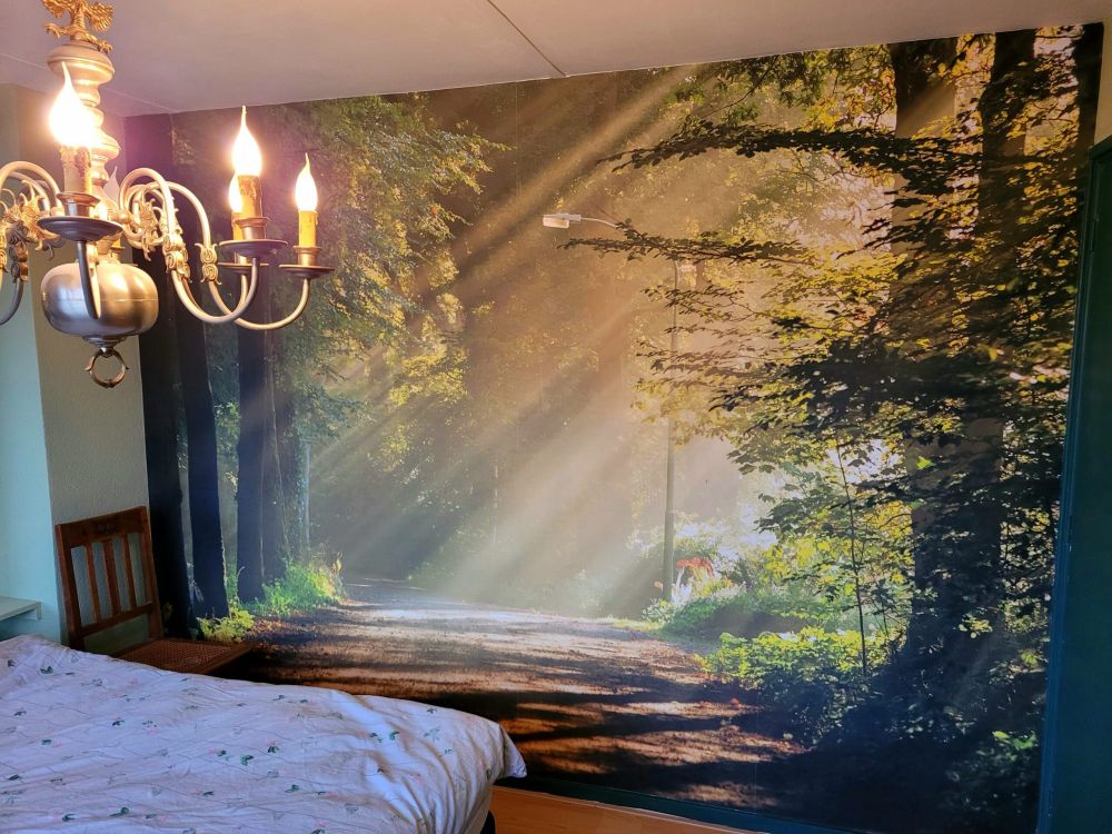 Zonnestralen door de bomen