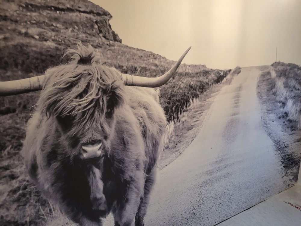 Schotse hooglander op een weg