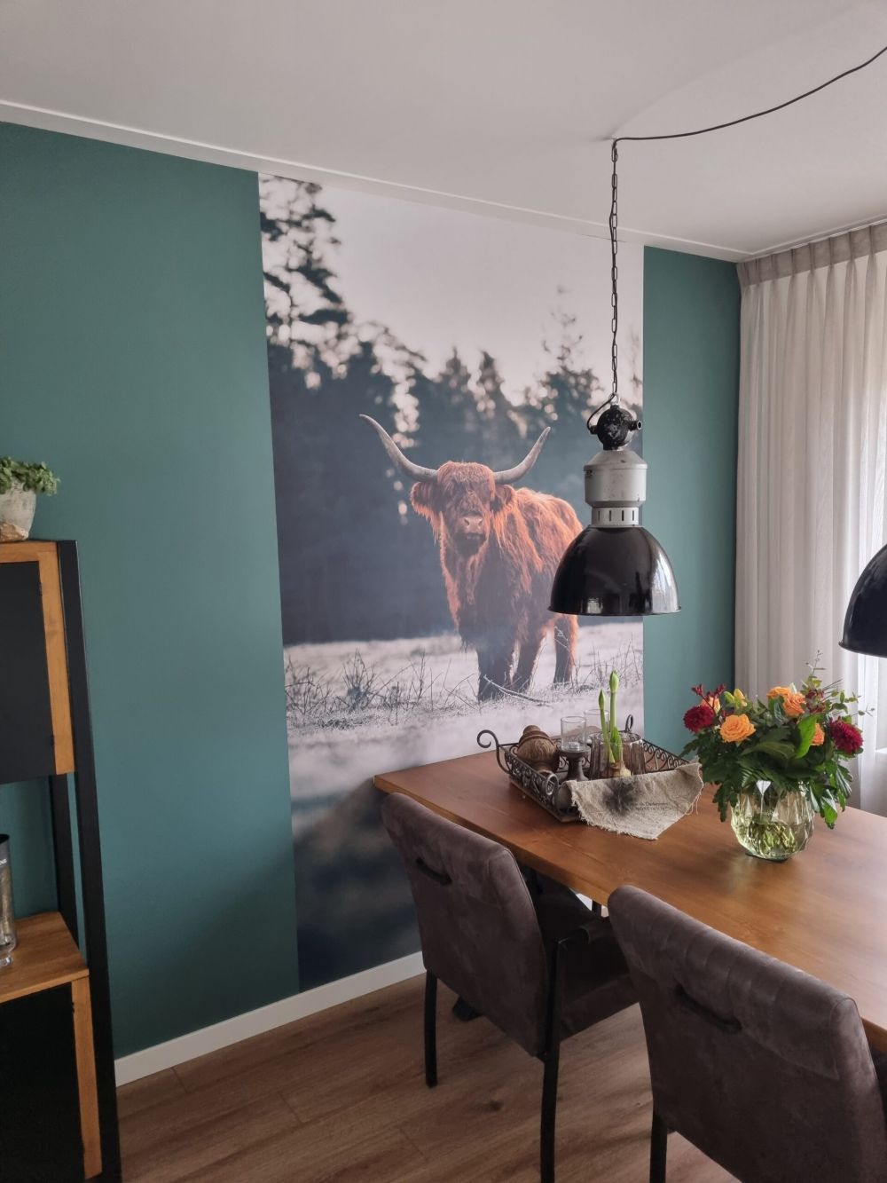 Oude schotse hooglander