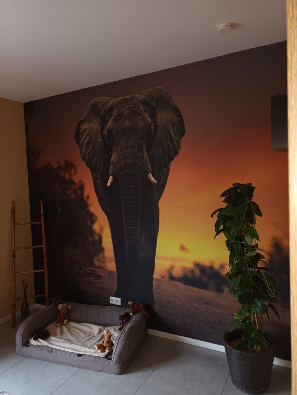 Olifant in de zonsondergang