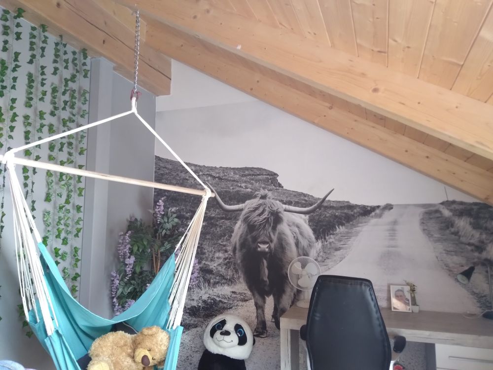 Schotse hooglander op een weg