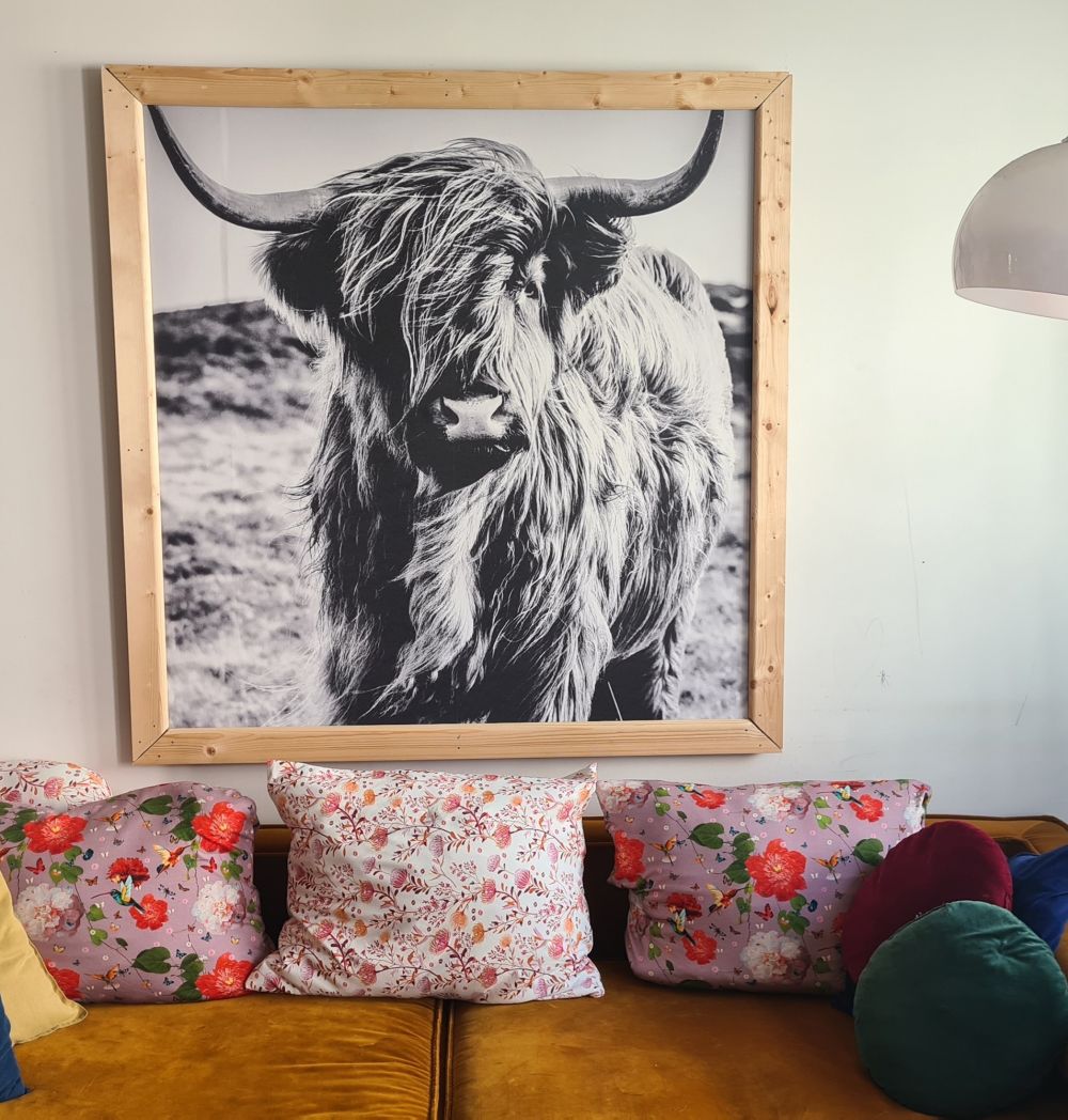 Schotse hooglander in zwart-wit