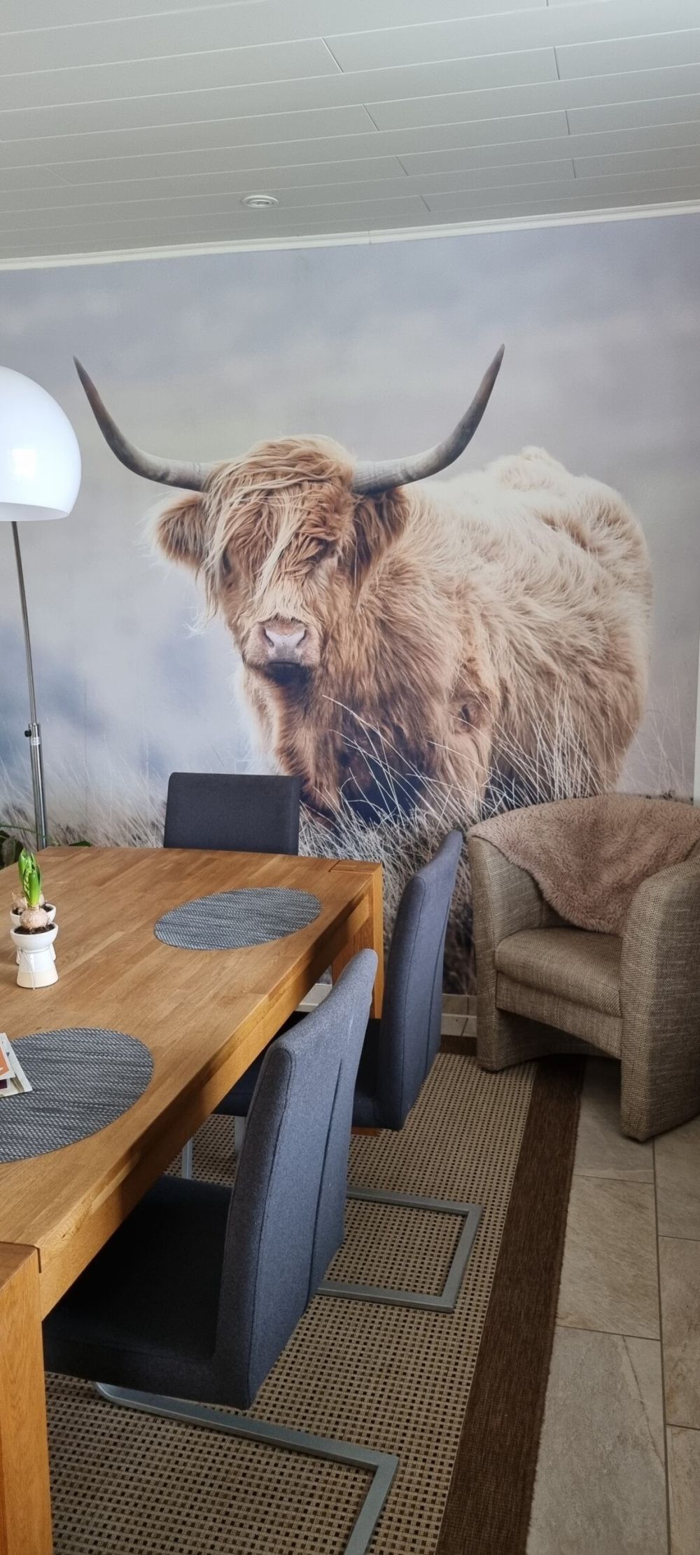 Schotse hooglander in de natuur