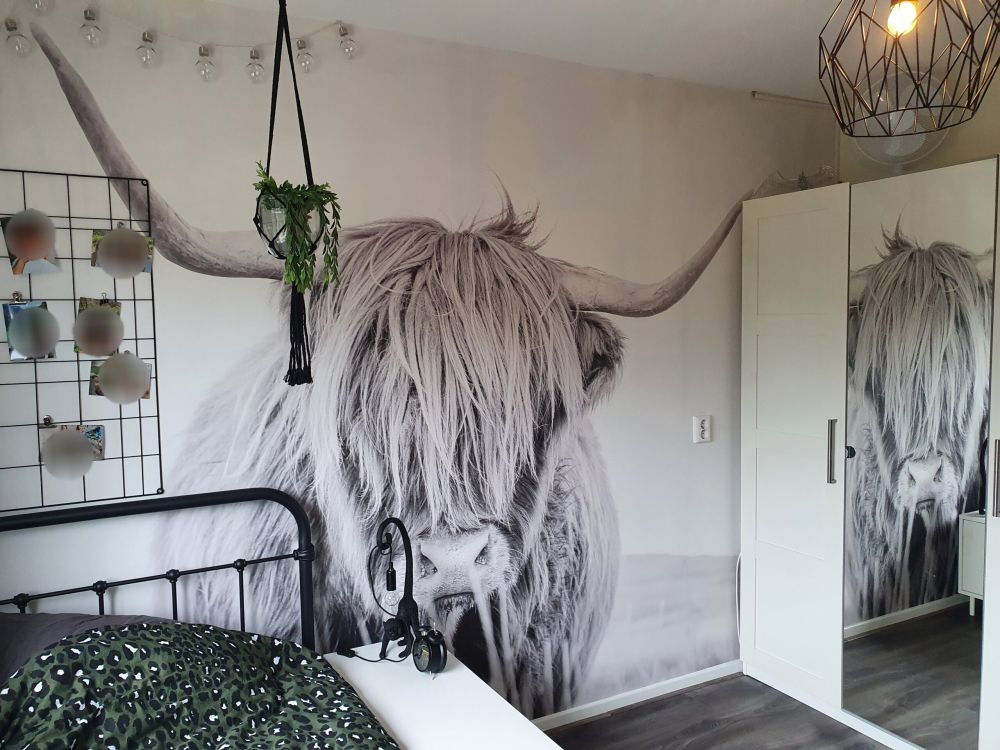 Close-up van een Schotse hooglander