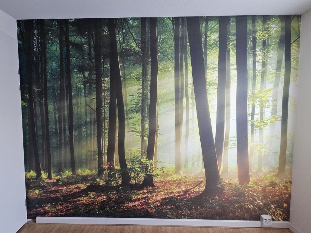 Ochtendzon tussen de bomen