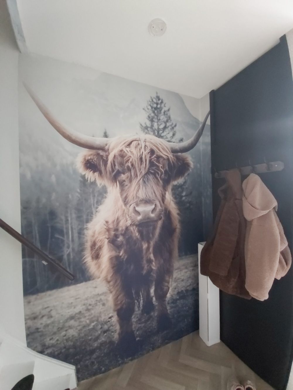 Schotse hooglander bij het bos