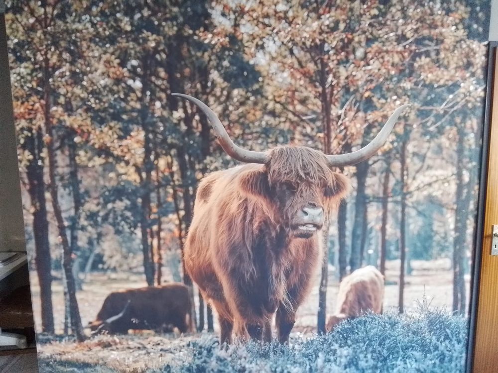 Schotse hooglander bij de bosrand