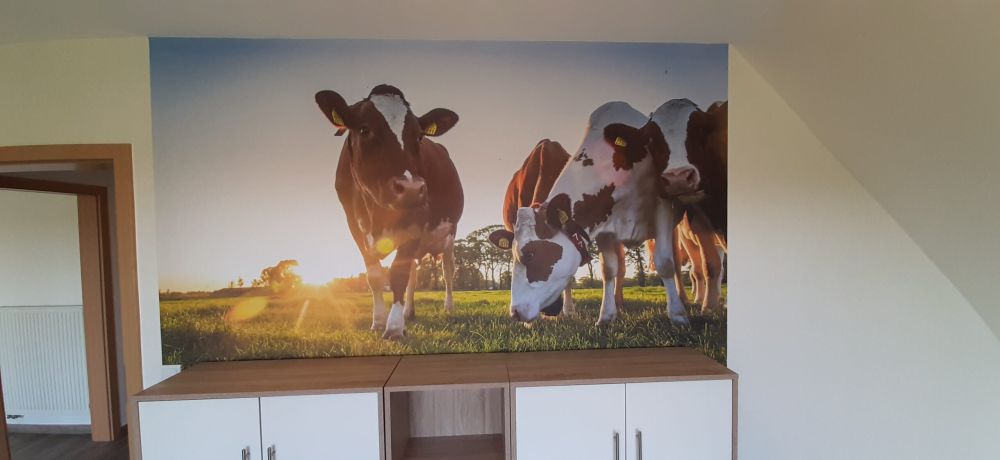 Koeien behang