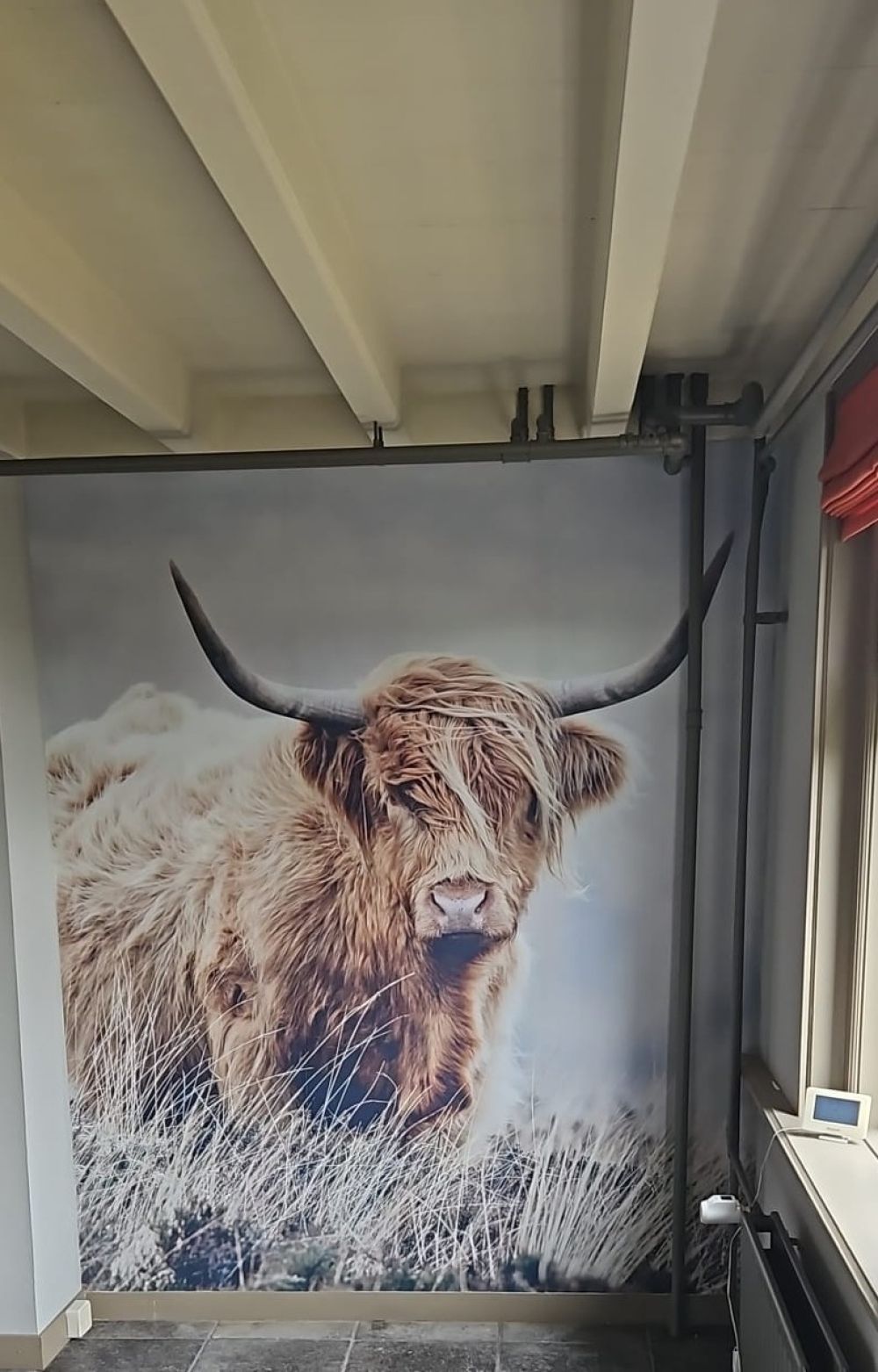Schotse hooglander in de natuur