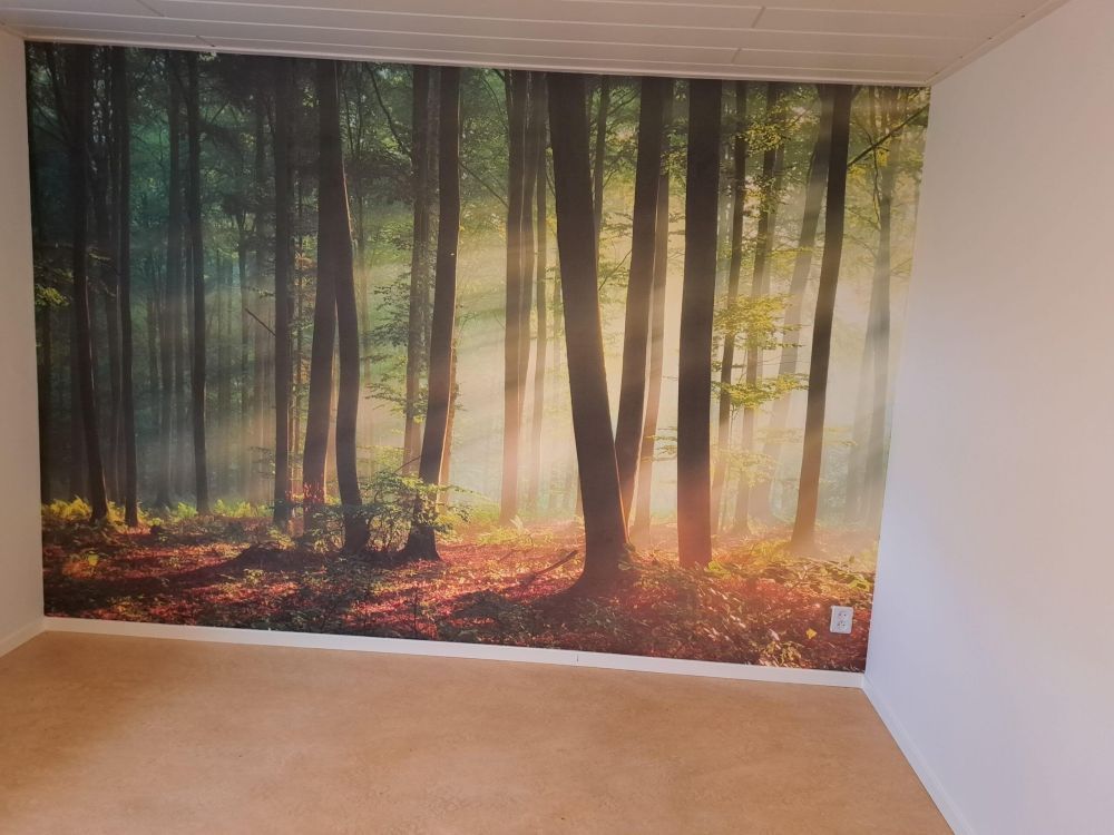Ochtendzon tussen de bomen
